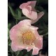 Bach Flower Remedies for Animals - Wild Rose